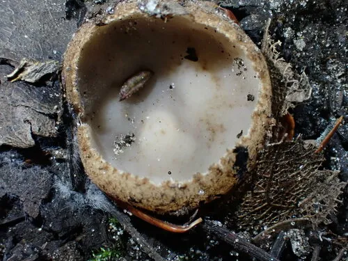 Geopora cervina