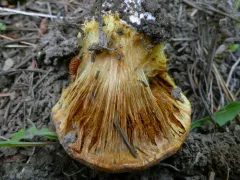 Calonarius verrucisporus thumbnail 4