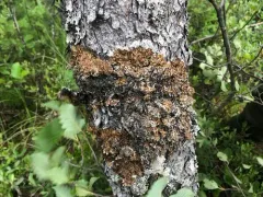 Powdered Tube Lichen thumbnail 3