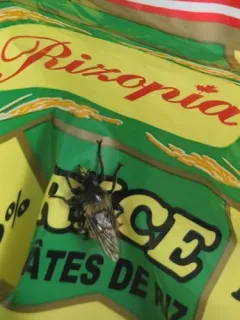 Laphria partitor thumbnail 3