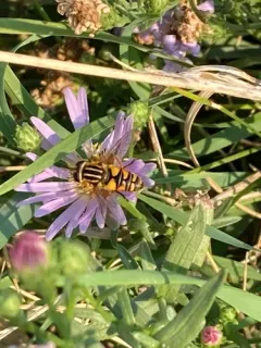 Yellow-legged Marsh Fly thumbnail 4