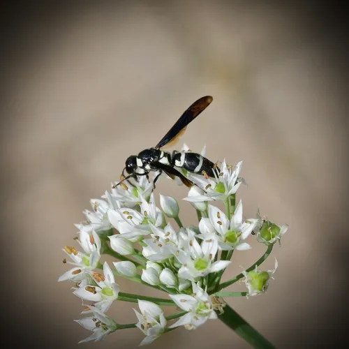 Pseudodynerus quadrisectus