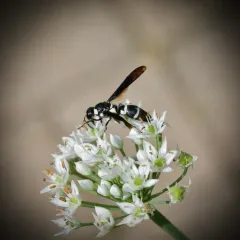 Pseudodynerus quadrisectus thumbnail 1