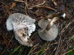 March Waxy Cap thumbnail 4