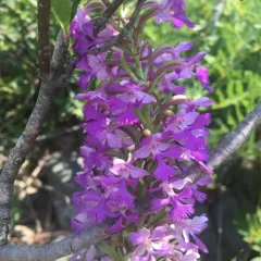 Lesser Purple Fringed Orchid thumbnail 3