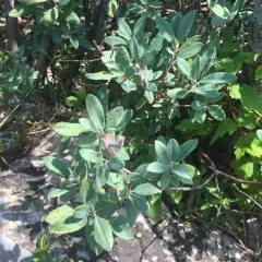 Rhodora thumbnail 3