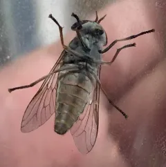 Tabanus subsimilis thumbnail 2