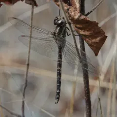 Green-striped Darner thumbnail 4