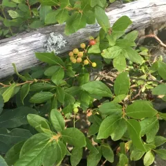 black huckleberry thumbnail 3