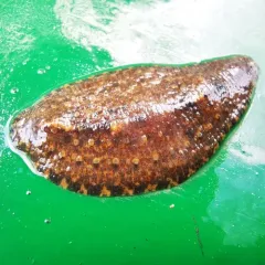 Smooth Turtle Leech thumbnail 3