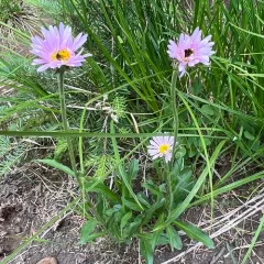 Subalpine Fleabane thumbnail 2