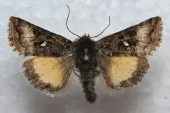 Alticola Looper Moth thumbnail 3