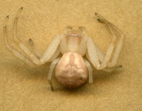 Mecaphesa importuna