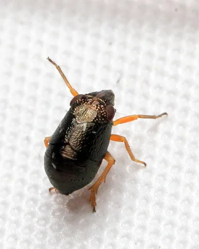 Bruchomorpha oculata