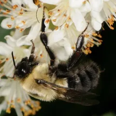 Common Eastern Bumble Bee thumbnail 2
