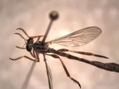 Leptogaster arida thumbnail 3