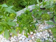 globe candytuft thumbnail 4