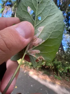Cosmopterix molybdina thumbnail 1
