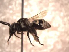 Variable Longhorn-Cuckoo thumbnail 2