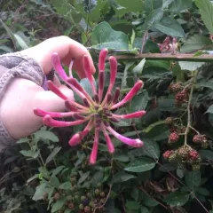 Common Honeysuckle thumbnail 2