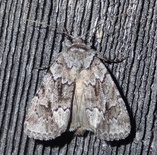 Blueberry Sallow