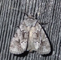Blueberry Sallow thumbnail 1