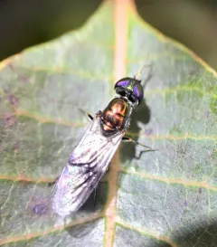 Clouded Centurion Fly thumbnail 4