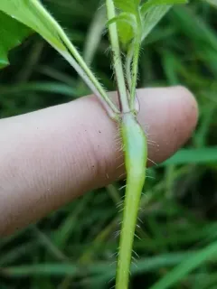 Neolasioptera galeopsidis thumbnail 2