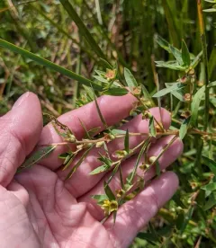 Globefruit Primrose-willow thumbnail 2