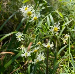 false aster thumbnail 4