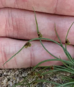 Small-Flower Halfchaff Sedge thumbnail 4
