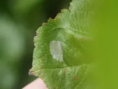 Garden Apple Slender thumbnail 2