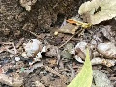 Geastrum morganii thumbnail 3