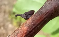 Two-Marked Treehopper thumbnail 1