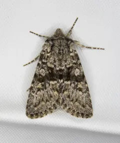 Lasionycta subfuscula thumbnail 2