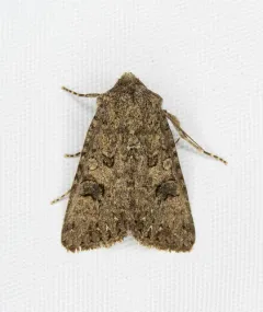 Anarta oregonica thumbnail 2