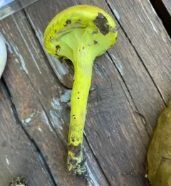 powdery sulfur bolete thumbnail 1