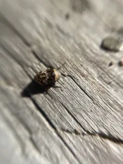 Clastoptera ovata thumbnail 3