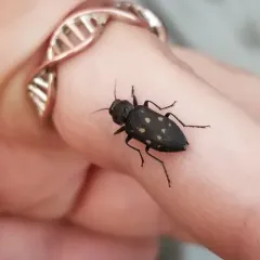 Charcoal Beetle thumbnail 4