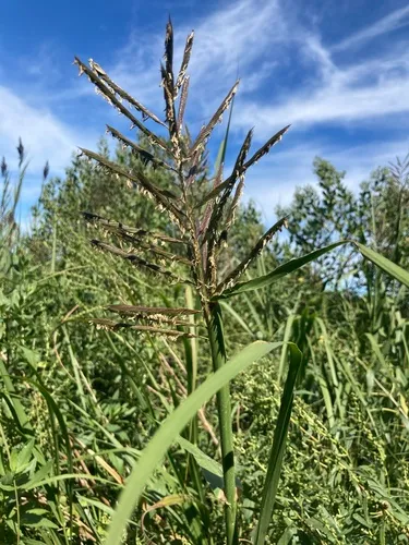 Big Cordgrass