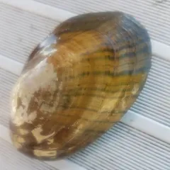Eastern Lampmussel thumbnail 2