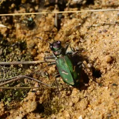 Purple Tiger Beetle thumbnail 4