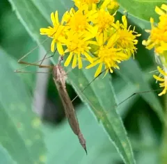 Toxorhina magna thumbnail 3