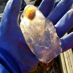 Twin-sailed Salp thumbnail 2