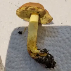 Smoothish-stemmed bolete thumbnail 5