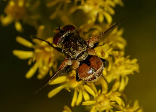 Gymnoclytia occidentalis