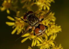 Gymnoclytia occidentalis thumbnail 1