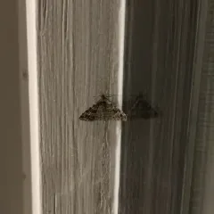 Montana Six-plume Moth thumbnail 4