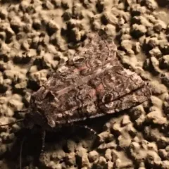 False Pinion Moth thumbnail 4