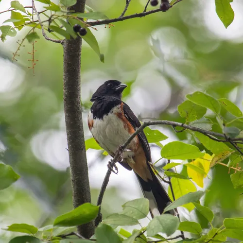 Eastern Towhee